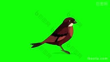 棕色鸟跳跃动画运动图形孤立在绿色屏幕上